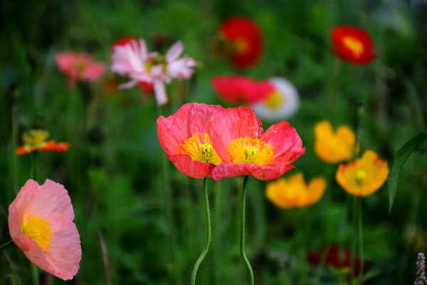GLP-1疗法引爆百亿市场，医疗注射器制造正迎来“系统革命”