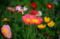 GLP-1疗法引爆百亿市场，医疗注射器制造正迎来“系统革命”